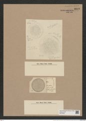 Coscinodiscus moelleri A. Schm. (de-Toni-Nr.: Genus 202, Species 4887) Zeichnungen Sammlung Grunow Nr. 8648 (NHMW-BOT-W0378050)